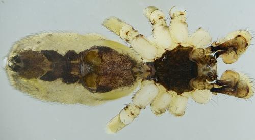 Holocnemus pluchei